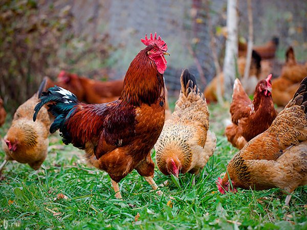 Породы куриц | ЗооТом - продажа, вязка и услуги для животных в Зернограде