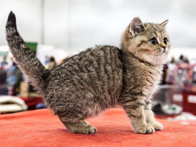 Породы кошек в Зернограде | ЗооТом портал о животных