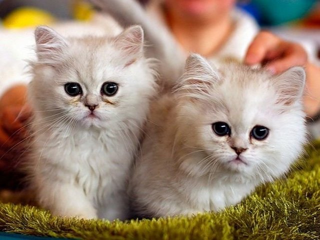 Породы кошек в Зернограде | ЗооТом портал о животных