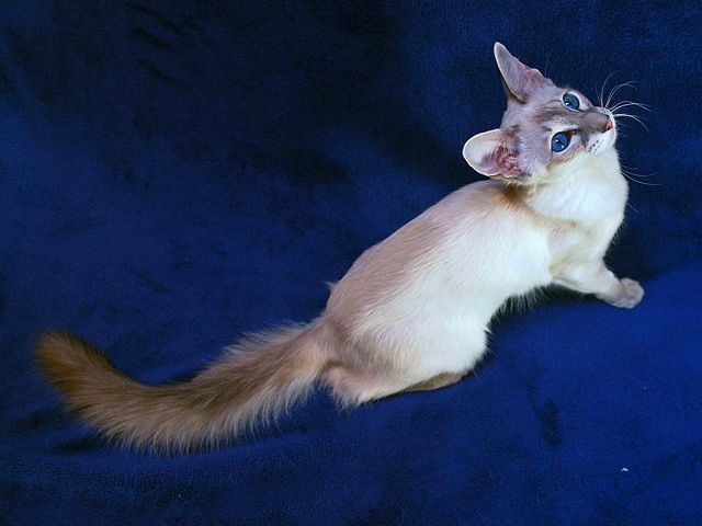 Выведенные породы кошек в Зернограде | ЗооТом портал о животных