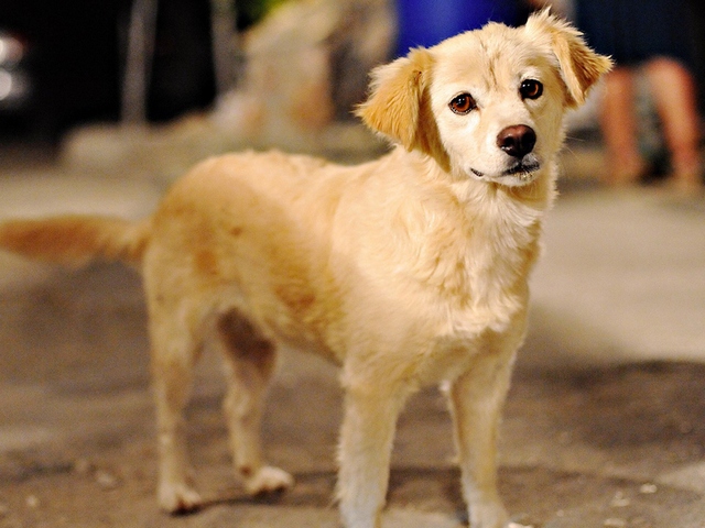 Породы собак в Зернограде | ЗооТом портал о животных