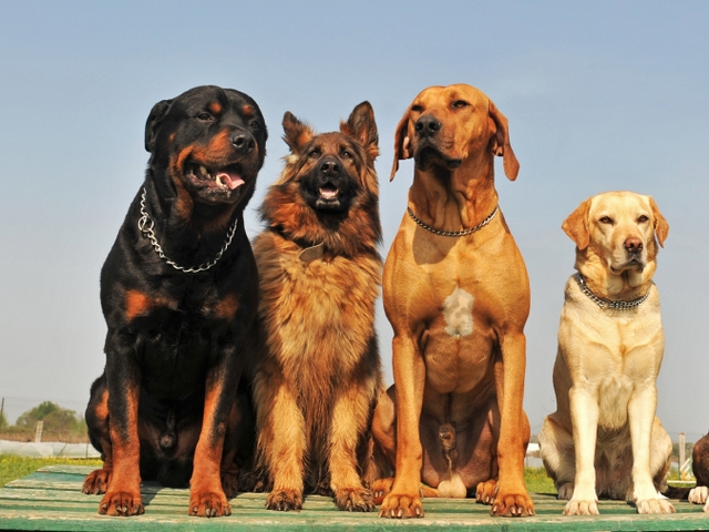 Крупные породы собак в Зернограде | ЗооТом портал о животных